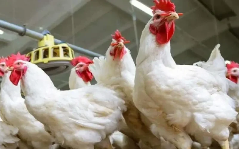 أسعار الفراخ البيضاء والساسو ترتفع اليوم الجمعة 19 ديسمبر 2025 وتأثيرها على السوق المحلي